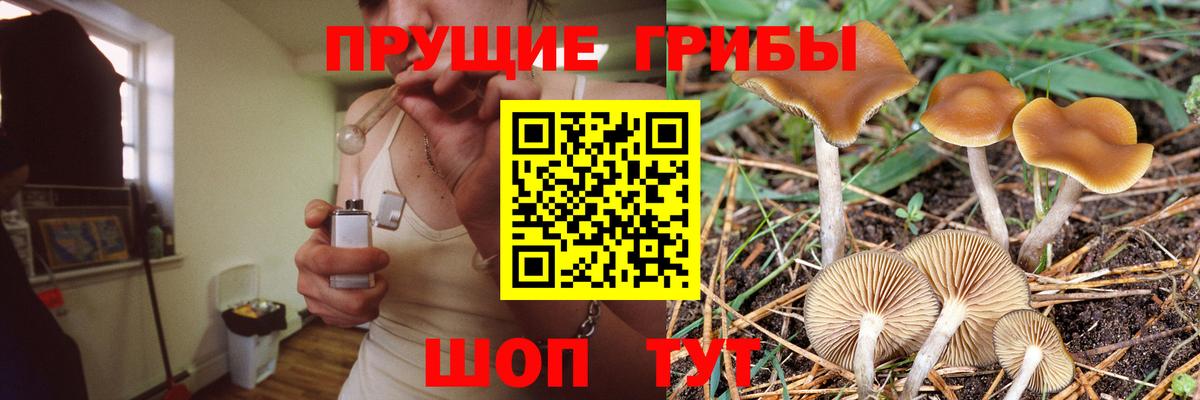 Псилоцибиновые грибы Cubensis Клин